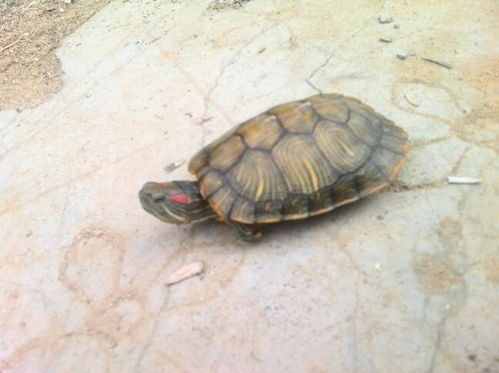 乌龟吃什么东西才能活得更久，乌龟吃什么东西的视频