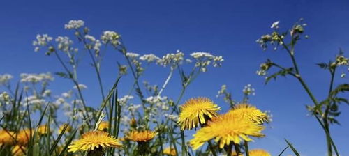 蒲公英是什么季节开花的?，蒲公英是什么季节开花的植物