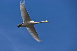 自由飞翔的意思，翔的意思