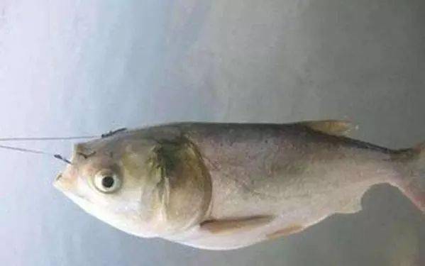 鲢鳙鱼多少钱一斤，鲢鳙鱼怎么做好吃