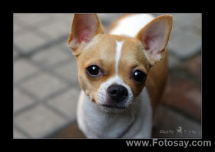 宠物狗吉娃娃，吉娃娃犬