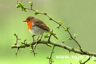 做梦梦见小鸟是什么意思，梦见小鸟是什么意思周公解梦
