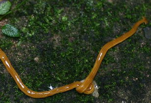 花蛤的蛤念ha还是ge，花蛤的正确读法