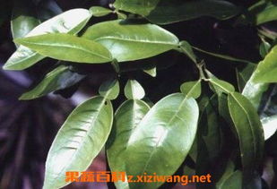 柚子叶的功效与作用及禁忌，柚子叶洗澡功效与作用