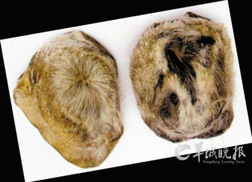 毛壳麝香图片，毛壳麝香怎么保存方法