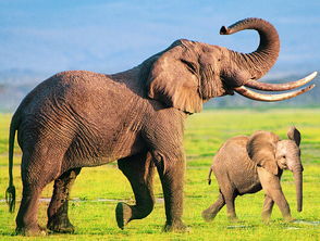 一头大象重多少吨,一头牛重多少千克，一头大象重多少吨一头鲸鱼重多少吨
