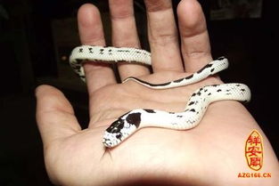 女人梦见蛇咬别人是什么意思，梦见蛇在自己面前咬别人