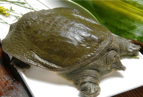 甲鱼和乌龟的区别图片，吃甲鱼千万要注意七大禁忌