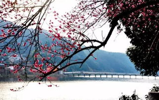 春风化雨的意思，春风拂面的意思