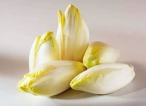 菊苣栀子茶可以长期饮用吗，菊苣栀子茶有什么功效和作用