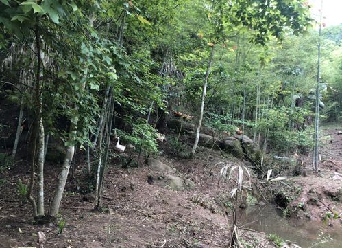 鸡鸣狗盗的意思，如鱼得水的意思