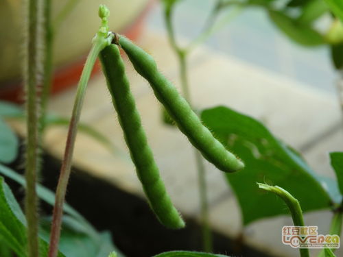 如何种绿豆 小学生，如何种绿豆芽视频