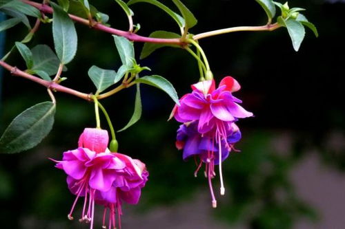 宝莲灯花图片，宝莲灯花的寓意和象征