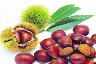 板栗要煮多久才能熟,要加盐吗，板栗要煮多久才好剥皮