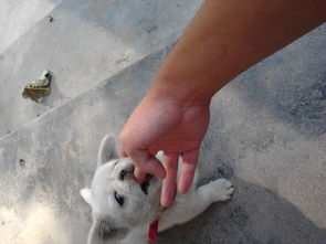 梦见狗咬我这有什么事情发生，女人梦见狗咬手是什么预兆