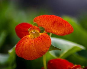 元宝花图片和养殖方法，多肉元宝花图片