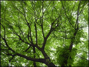 绿阴和绿荫的意思，绿茵茵的意思