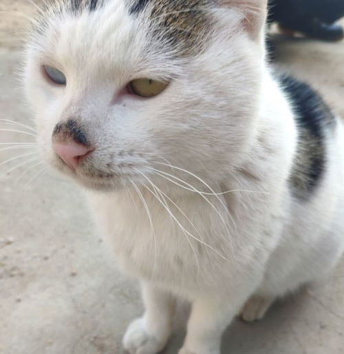 梦见老虎没有伤害我是什么预兆，梦见老虎没有伤害我 周公解梦