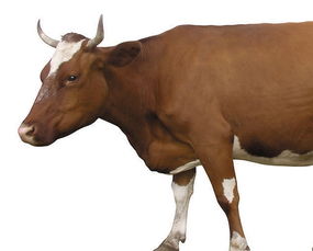 做梦梦到牛什么意思周公解梦，做梦梦到牛是啥意思