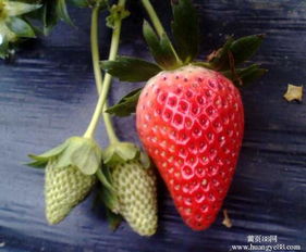 草莓种苗公司，草莓种苗一亩多少株