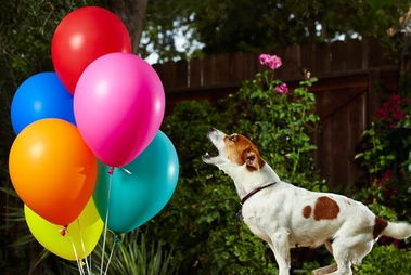 气球小狗造型教程图解，气球小狗怎么编