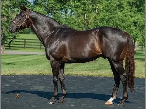 马鞭 有多大，马鞭有多长