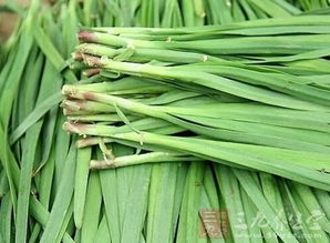 韭菜苗怎么栽种，韭菜苗图片