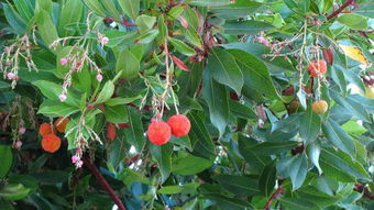 真的有草莓树吗，树上的草莓是真的假的?