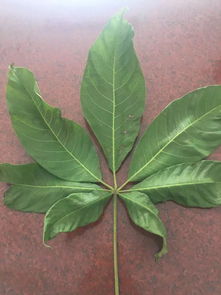 什么的叶子填合适的词，什么的叶子像什么