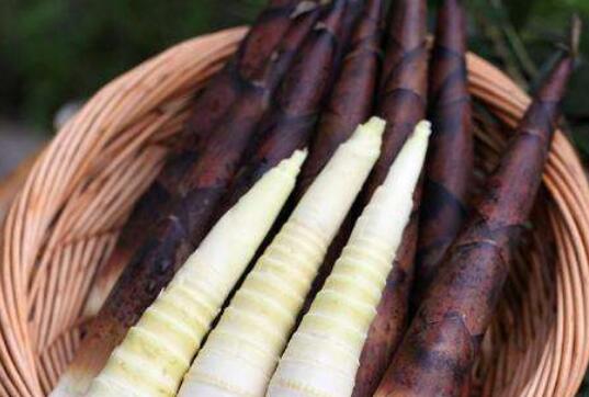 雷笋和春笋的区别图片，雷笋和春笋的区别是什么