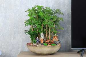 大盆栽什么植物好养，大盆栽一次浇多少水