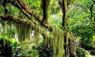 三亚的热带雨林在什么地方，三亚的热带雨林公园门票价格