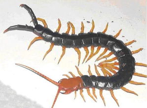 梦见蜈蚣咬自己的手，梦见蜈蚣咬自己的脚