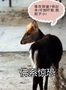 风吹草动打一生肖是马吗，风吹草动猜生肖