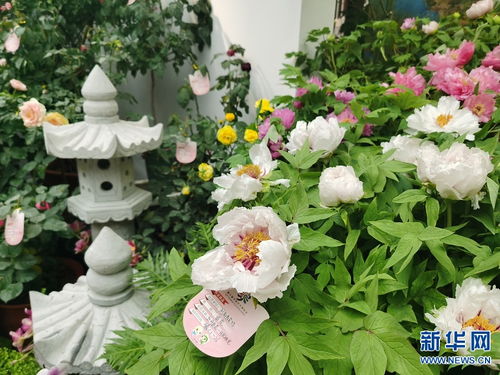 河南鲜花批发市场，河南鲜花种植基地