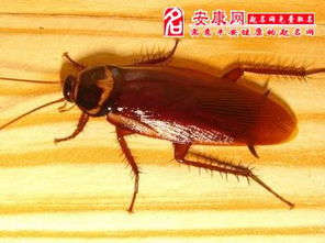 梦见满屋子蟑螂正在消灭蟑螂，女人梦见蟑螂什么预兆