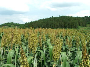 高粱图片，高粱是小米吗