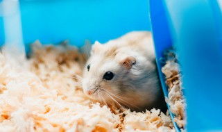 仓鼠第一窝小鼠存活率，仓鼠把孩子叼来叼去