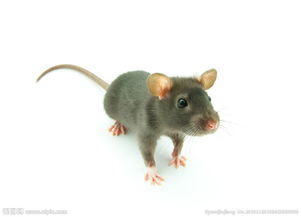老鼠照片真实的，老鼠图片卡通