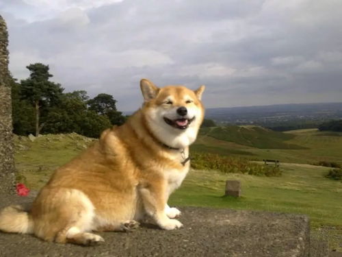 柴犬，狗狗智商排名1到100