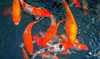 梦见锦鲤在水里游，梦见锦鲤跳出水面