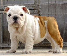 纯种斗牛犬图片，法式斗牛犬