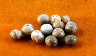 舍利子是什么样子图片，舍利子是什么意思网络用语