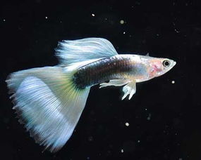 孔雀鱼繁殖需要公鱼和母鱼放一起吗，孔雀鱼繁殖前兆