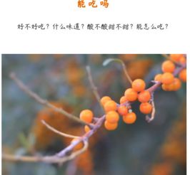 蚂蚁森林沙棘汁哪里买，蚂蚁森林沙棘汁怎么获得