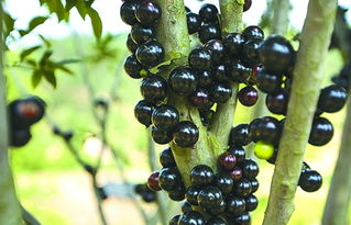 嘉宝果一斤多少钱，嘉宝果是什么水果 有什么功效