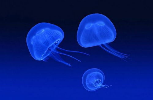 水母可以吃吗怎么吃啊