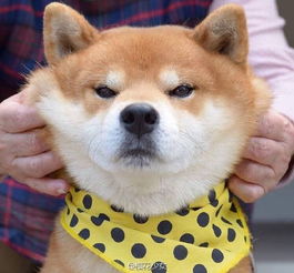 gdx是什么意思梗，gdx是什么意思网络用语