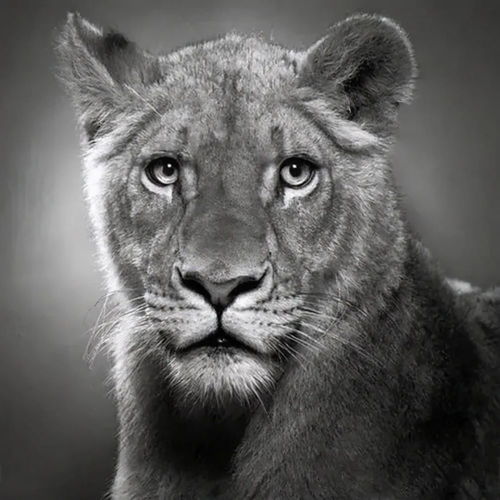 铅笔画图片大全简单，铅笔画图片大全动漫人物素描