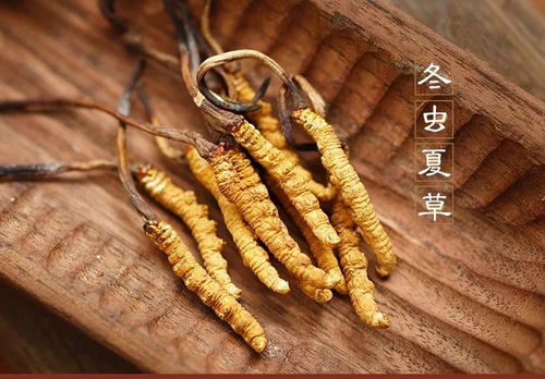 冬虫夏草为什么这么贵，冬虫夏草为什么那么贵